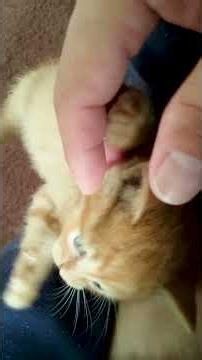 ちびまる動画 じゃれ盛りの頃 | Baby Maru in Full Play Mode! 🐾 #猫 #cat #cute #かぎしっぽ #ネコ #猫動画