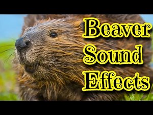 Beaver Sound Effects