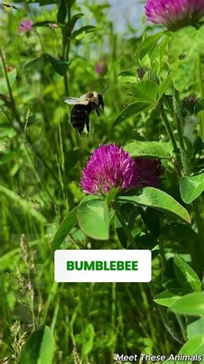 Meet the Bumblebee. #didyouknow #wildlife #animals #nature #bumblebee #bumblebees