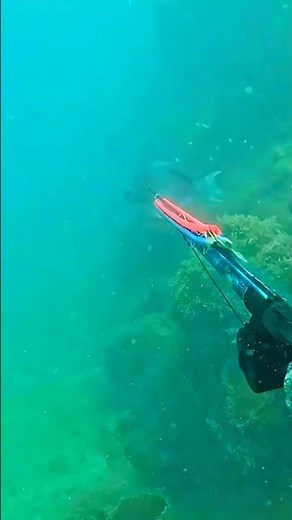 3kg BLUE PARROTFISH Spearfishing at 20m/65ft – One-Breath Catch! 😱 #bigfish #spearfishing #fishing