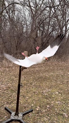 Snow goose taxidermy #waterfowltaxidermy