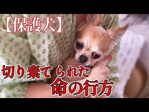 一体なぜ、過酷な犬生を生きて来た保護犬たち「vol 283」