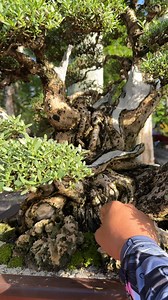 41K views · 965 reactions | woweee na bantigue  #bonsai #gardening #fblifestyle | Romeo Antipuesto Jr | Facebook