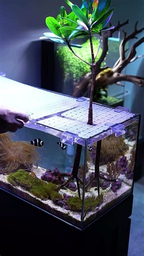 Aquarium DIY lid vary affordable price #shorts #aquarium #hobby #youtube #fish #minivlog
