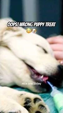 This puppy ate WHAT? 😳🐶 #youtubeshorts #shorts