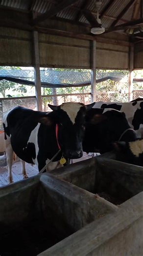 23 reactions · 3 comments | -A short Documentary ✨ SAWOM Agro Farm : Watch the full video pls 﫶❤️‍啕 . . . . . . . . . #viralpost2025シ #viralreelsシ #qurbani2026 #foryouシpage #viralvideoシ #fypシ #agro #cattle #cattleworld #farming #Documentary #shortsvideos | SAWOM Agro Farm | Facebook