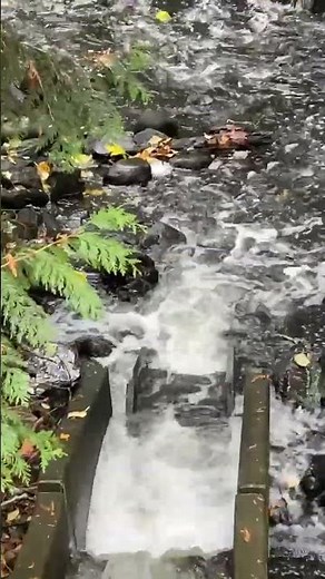 Successful Fish Passage at a Culvert Ramp