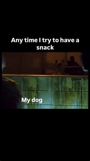 Michael Lobato on Instagram: "They come out of nowhere! All jokes aside this is why I don’t allow my dogs around me during meal or snack times. I don’t want to encourage the begging behavior. Even if I don’t give them food, I’m bound to drop food. Which for them is the same thing. They learn hang out when there is food and I will get it. Utilizing their place command is a great option for cooking and mealtimes! Get a solid place command for your dog and utilize it daily to set that as the defaul