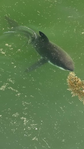 42K views · 1.6K reactions | A Vegetarian Great White Shark! Just...