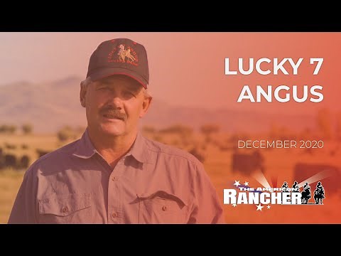 Lucky 7 Angus | The American Rancher