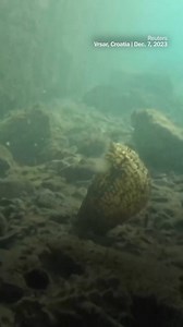 10K views · 111 reactions | We are delighted to share a...