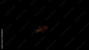 3D cockroach insect walking loop rendering with top view on a black background, 4k resolution, 60fps cockroach running animation with alpha matte clip, a scavenging insect that resembles a beetle Stock Video