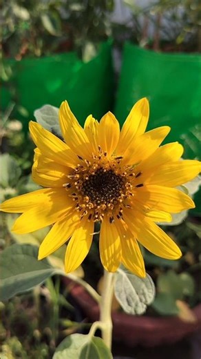 Sunflower Blooming🌻#sunflower #blooming #flowers