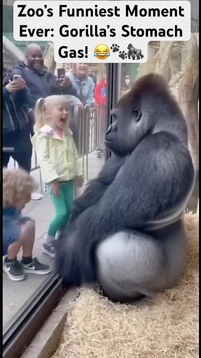 Gorilla’s Epic Fart Shocks Zoo — Kids Can’t Stop Laughing! 😂🦍