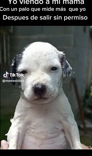 Perro Temblando: Memes y Momentos Graciosos