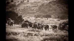 9.8K views · 206 reactions | Red Steagall - Wagon Tongue #PreserveOurTradition #SupportTheGoodOldWesternMusic | Rodeo Songs "Old & New" | Facebook