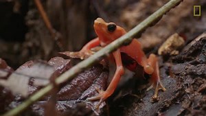 536K views · 2.5K reactions | These radio-toting frogs are on a mission to save their species. | National Geographic | Facebook