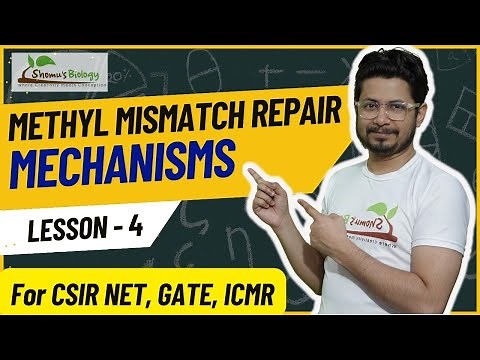 Methyl mismatch repair | DNA mismatch repair mechanism