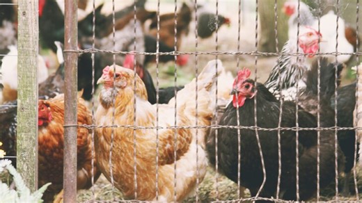 Pennsylvania in ‘Crisis Mode’ as Bird Flu Outbreaks Surge, Prompting Expanded State Response