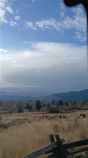 Looks like Angelics...