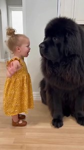 2.7M views · 43K reactions | Big dog, bigger boss!  This little girl is laying down the law and setting some clear house rules for her gentle giant. Listen up, friend! ❤️ ​#DogRules #GentleGiant #NewfoundlandDog #ToddlerLife #DogAndBaby #CutePets #FurryFriend #DogLover #FacebookReels | Mini Boss & The Mighty Fluff | Facebook