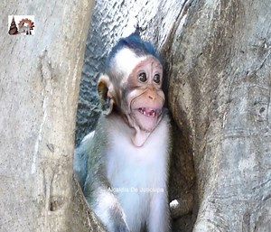 17K views · 502 reactions | Strong Angry ... Piggy baby Cherry is so angry Mommy Berry crying shaking body loudly on the tree | Alcaldia de Juticalpa | Facebook