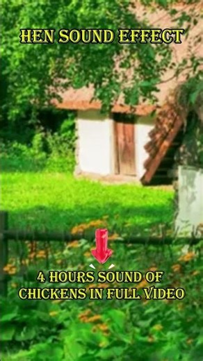 4 HOURS HEN SOUND EFFECT #shortvideo
