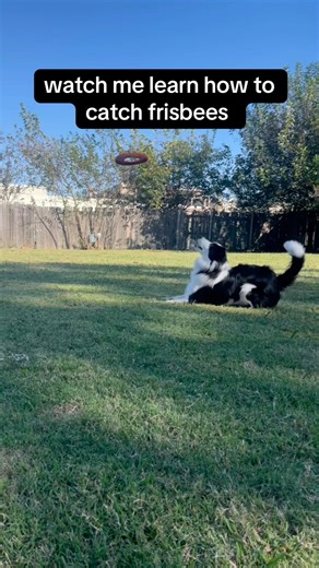 2.3K views · 12 reactions | catching frisbees like a pro  #dog #bordercollielife #bordercollie #doglife #frisbeedog #dogtraining | Grim the Border Collie | Facebook