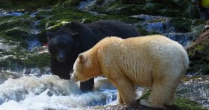 How the legendary ghost bear became one of nature’s best-kept secrets