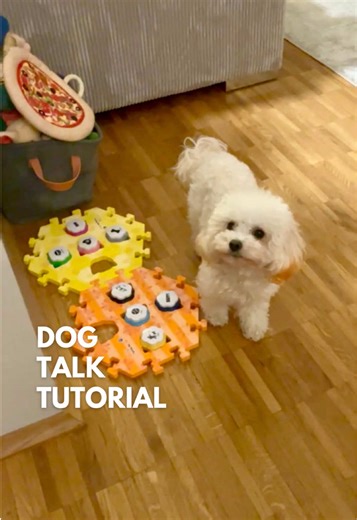 How to Teach Your Dog to Talk Using Buttons