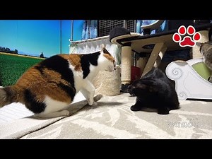 Cute cats get excited and play around.[Cats room Miaou]