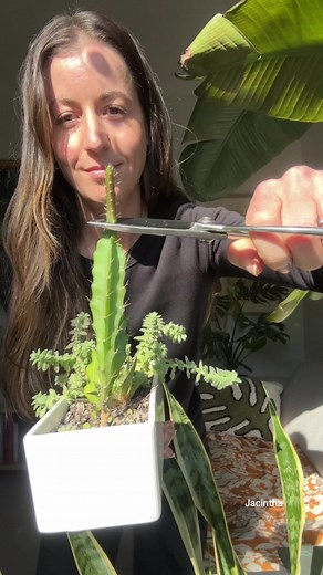 Branch Out and Multiply Your Cactus: Step-by-Step Guide