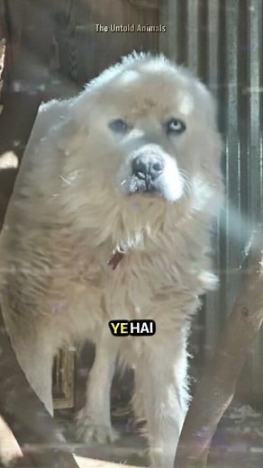 1 Dog vs 11 Coyotes (all de*d) . . . Dog vs Coyote,casper vs 11 Coyotes,dog vs 11 Coyotes,Casper dog,great pyrenees vs Coyotes,Dog vs pack of coyotes,dog vs wolf,dog vs 11 coyotes hindi . . . #casperdog #dogvscoyote #dogvswolf #greatpyrenees #sheepdog #animalfacts #facts #theuntoldanimals #facthindi #fb #fbreelsfypシ゚viral #facebookreelsviral | The Untold Animals