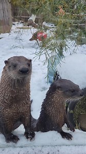 3K views · 194 reactions | Your daily dose of paw-sitive vibes 簾❄️ School's out, but the fun is in! Come see these playful otters & our amazing animal friends at the Zoo this winter break. P.S. Winter Wonder Days continue with half-price admission through the end of the month! . . . #otters #riverotter #winterdays #winterfun #winterbreak #schoolsout #pvd #rwpzoo | Roger Williams Park Zoo & Carousel Village | Facebook