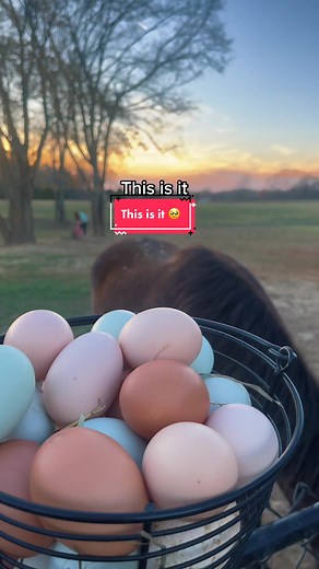 A simple little fairytale life🐓🐝🐐🥚 #chickens #smallfarm #farmlife #hobbyfarm #simplelife #farmtok #chickenkeeper #chickenkeeping #chickeneggs #chickenegg #babychicks #babychick #farmer #chickencoop #homestead #honeybee #honeybees #goattok #homesteadlife #chickenrun #backyardchickens #backyardbirds #homeschool #unschool #chickenkeepingmusthaves