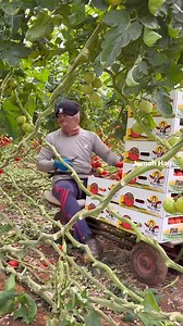 1.3M views · 30K reactions | Tomato high quality farming #agriculture #tips #tomato #farming | JUMOH Han | Facebook