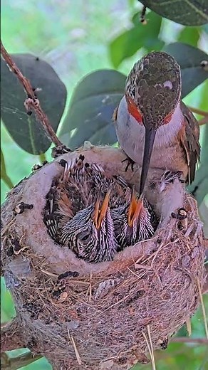 Cute Allen's Hummingbird Mom Feeds Her 13 Day Old Chicks. #babybird #hummingbird #nest #chicks