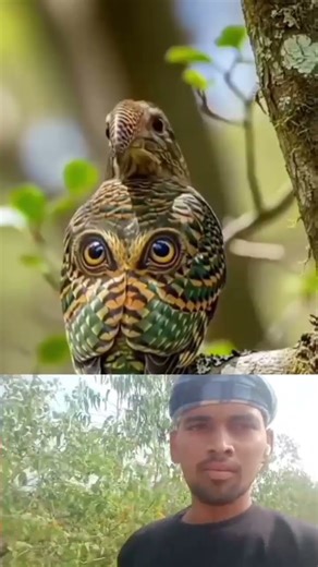 char aankh wala ullu viral short video trending