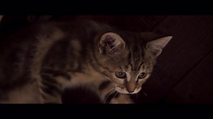 3.7K views · 20 reactions | Südamlik seiklus kassipojaga Ruu kutsub kinno!  Mis juhtub, kui Ruu sõidab oma omanikuga maale , kus seikluste keskel koduteed enam nii kergesti üles ei leia?  Kaasahaarav koguperefilm "Kassi elu" on kinos 16. augustist. | Apollo Kino | Facebook