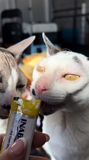 #cornishrex #crex #cornish