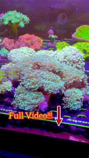 How to Start a Reef Tank! Low Budget Nano Guide!