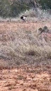 A little predator calling is always FUN! #predator #hunting | Tess Talley