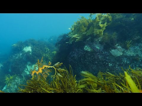 Mesmerising leafy seadragons in ocean kelp forest. Relaxing 30 minutes underwater