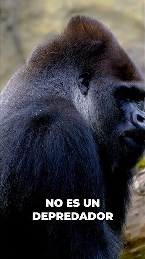 Gorilla: The King of the Jungle and His Incredible Strength