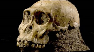 'New human-like species' revealed