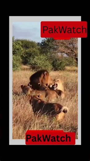 please Watch. lion V.S beatiful lady\\#lion#funny#animals@PakWatch-o5y{"simpleText":"Sign in"}{"simpleText":"Sign in"}{"runs":[{"text":"Save"}]}Want to watch this again later?Pak Watch {"simpleText":"Personalized"}{"simpleText":"None"}{"runs":[{"text":"Unsubscribe"}]}Pak Watch ?Pak Watch ?2:00:01{"content":"Frame TV Art Gallery Wallpapers"}{"content":"98K views"}{"content":"11 months ago"}4:24{"content":"PopMojo"}{"content":"1.9M views"}{"content":"9 months ago"}5:31{"content":"Maasai Sightings"