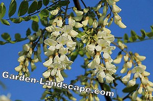 Plants: Cultivating Robinia - Tips on location, pruning and hibernation | 2025