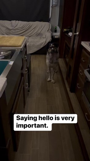 Never underestimate the power of saying hello. | 2 Traveling Dogs