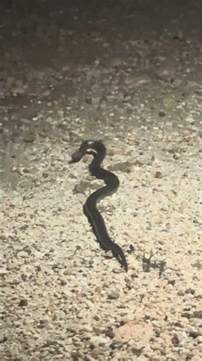 A visit in camp from a snake