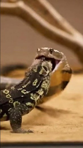 Monitor Lizard Bites Inside Cobra’s Mouth – What Happens Next Is Shocking! 😱